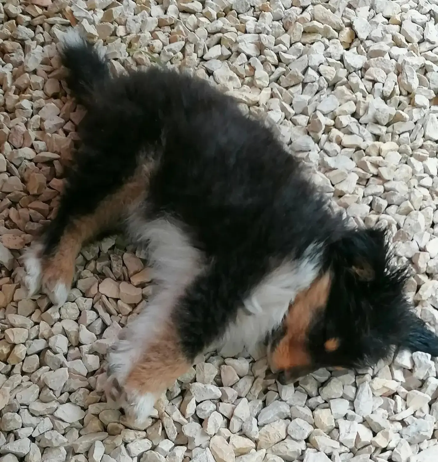 Carmen Lumina – Welpe