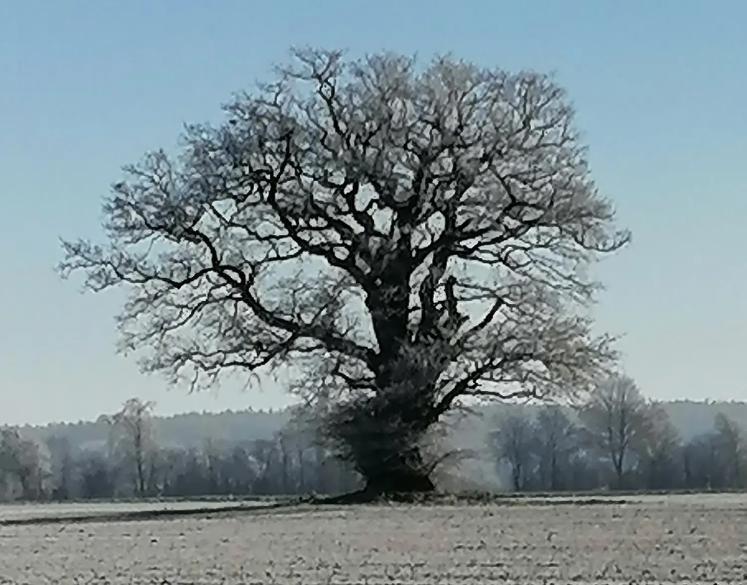 Carmen Lumina – Baum